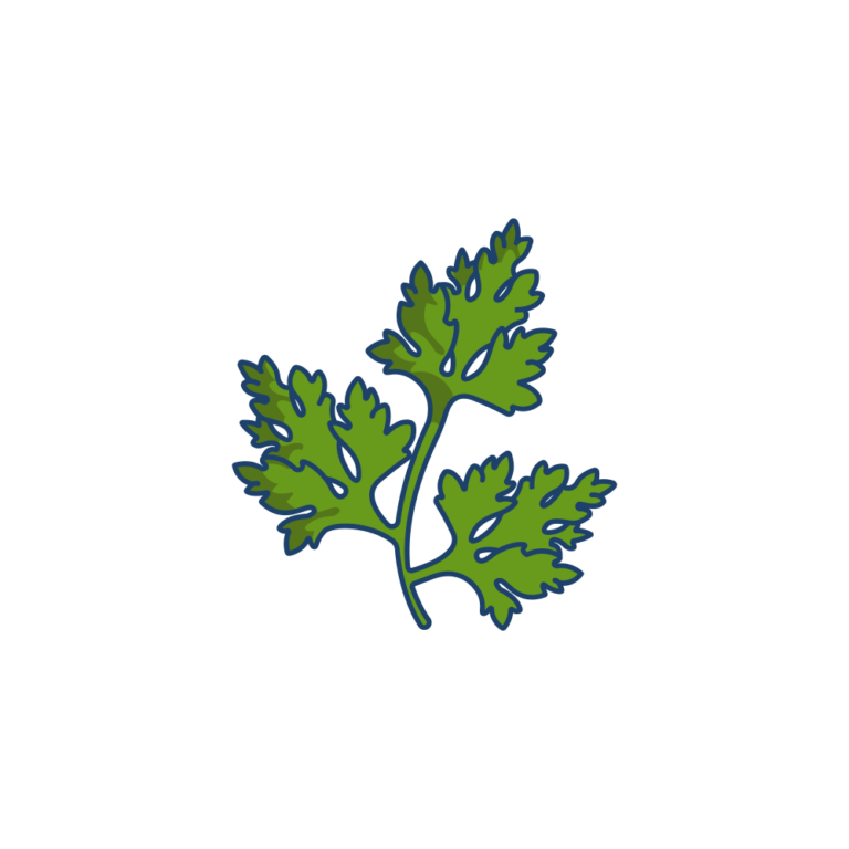 Simple Parsley Drawing In (10) Easy Steps For Kids